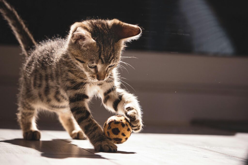 cat toy