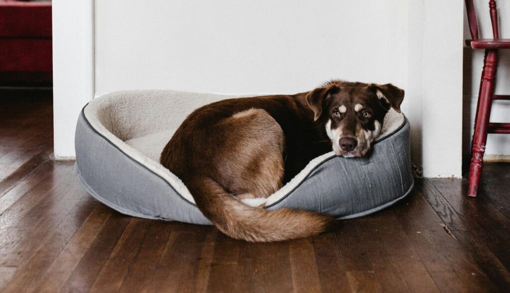dog bed 1