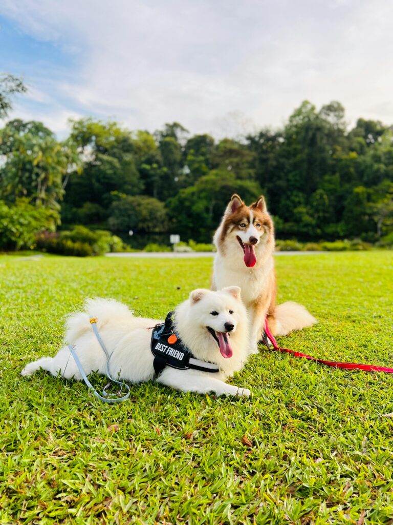 pet out accessories